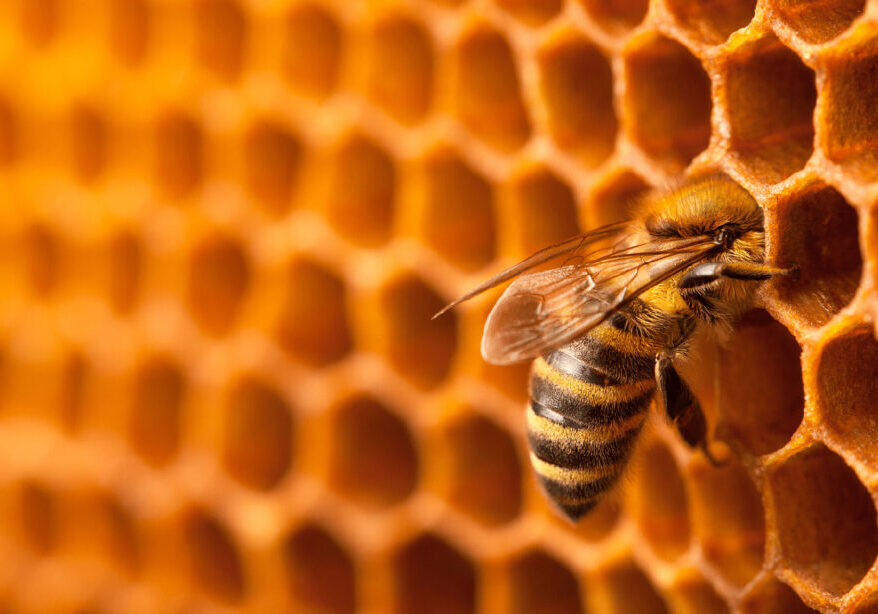 a bee ontop of a beehive